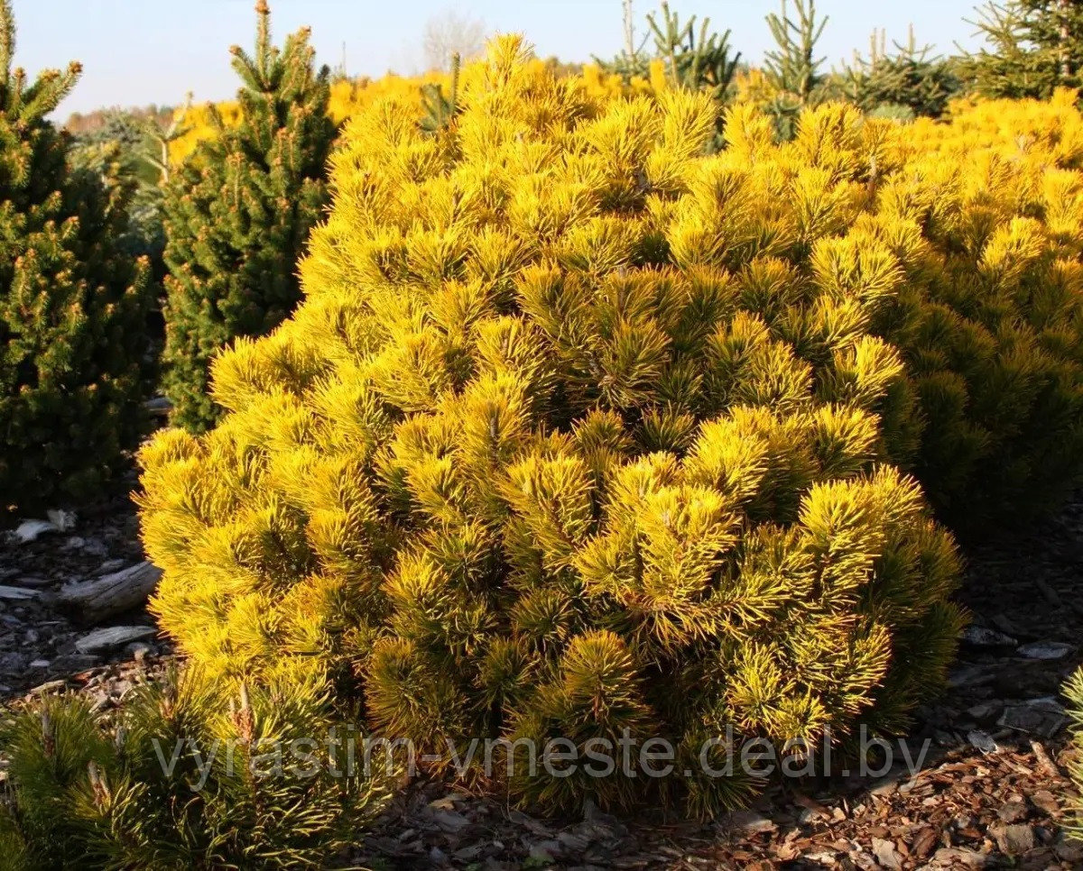 Сосна горная Десембр голд (Pinus mugo December Gold) С7 выс. 35-40 - фото 1 - id-p195880844