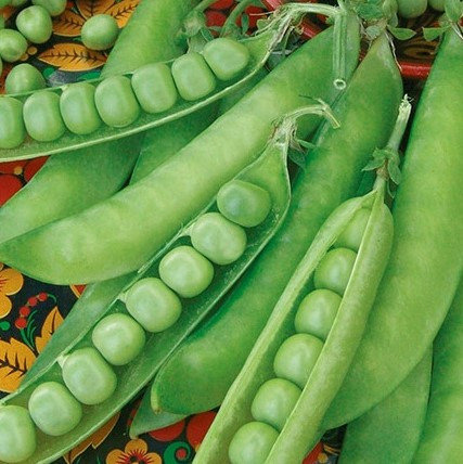 Горох однокоренные. Стручок гороха. Горошины в стручке. Горох число. Полезен горох для организма.