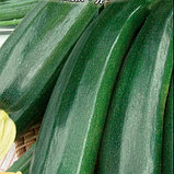 Кабачки Чёрный красавец, семена, 2гр, Россия, (сдв), фото 2