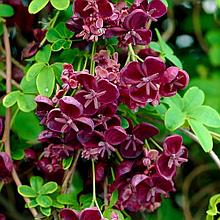 Акебия пятерная (Akebia quinata), С2