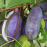 Акебия пятерная (Akebia quinata), С2, фото 2