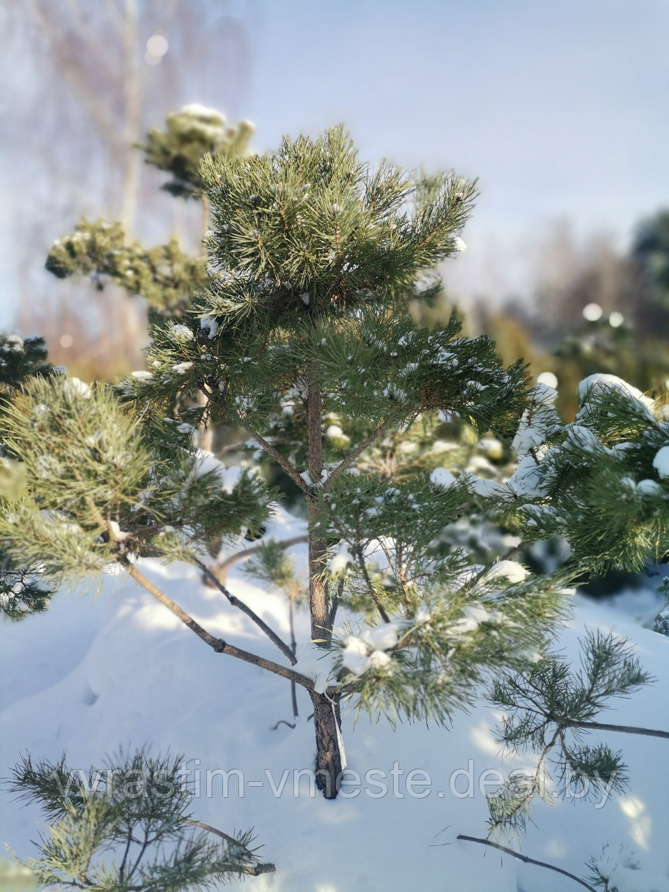 Сосна черная австрийская (Pinus nigra var. austriaca) С50 выс.170-190 см формированная - фото 1 - id-p196035321