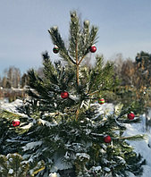 Сосна черная австрийская (Pinus nigra var. austriaca) С50 выс . 220 см формированная