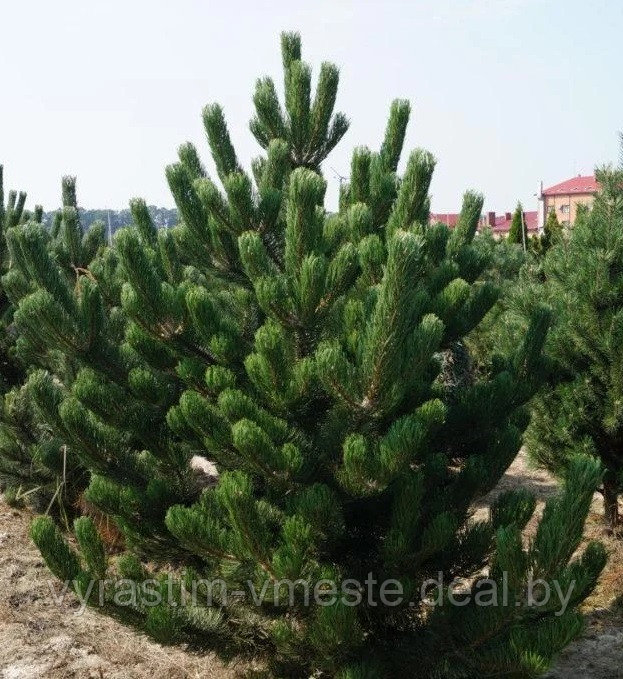 Сосна черная австрийская (Pinus nigra var. austriaca) С50 выс 175-200 см - фото 1 - id-p196048827