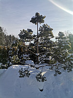 Сосна черная австрийская (Pinus nigra var. austriaca) С35 выс.150 см формированная