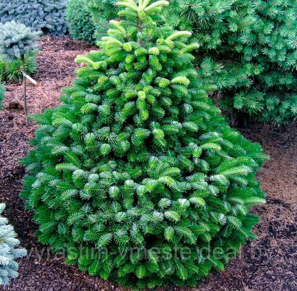 Пихта Нордмана, кавказская (Abies normanniana) С35, выс. 155 см - фото 5 - id-p196071204