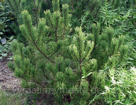 Сосна горная Пал Малетер (Pinus mugo Pal Maleter) С20 выс.110 см - фото 1 - id-p100736834