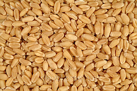 Пшеница яровая 0,5кг РБ