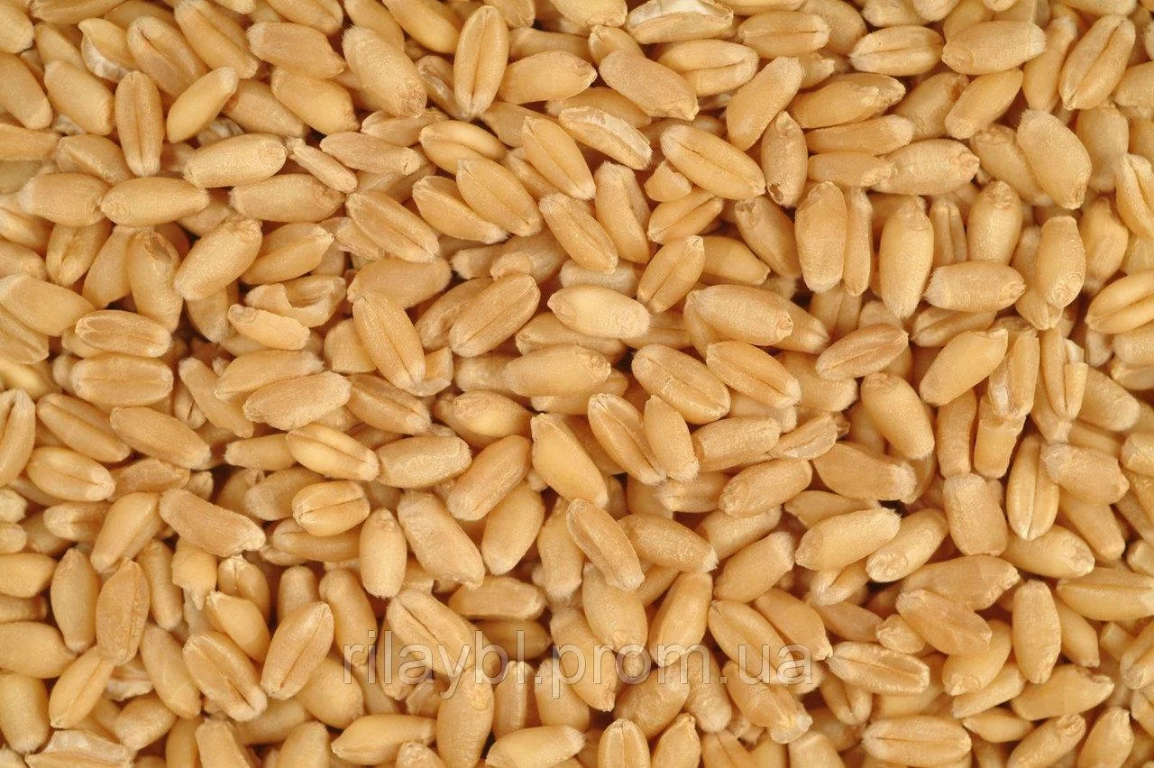 Пшеница яровая 0,5кг РБ - фото 1 - id-p81015935