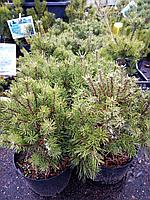Сосна горная Тайга (Pinus mugo Tajga) С5 выс. 50-55 см