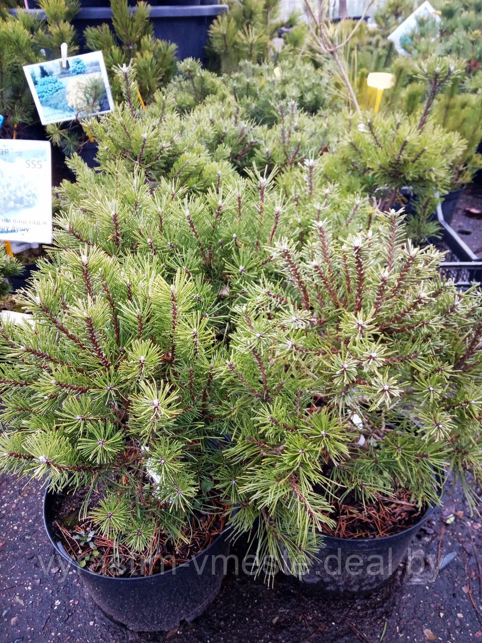 Сосна горная Тайга (Pinus mugo Tajga) С5 выс. 50-55 см - фото 1 - id-p196181236