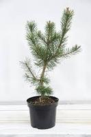 Сосна унцината /унчината крючковатая (Pinus uncinata) С2 выс.20-50см.