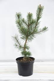 Сосна унцината /унчината крючковатая (Pinus uncinata) С2 выс.20-50см. - фото 1 - id-p196185840