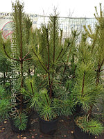 Сосна унцината /унчината крючковатая (Pinus uncinata) С10 выс.70-90 см.