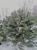 Сосна сильвестрис (Pinus sylvestris ), С100 выс.175 см