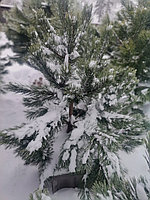 Сосна унцината /унчината крючковатая (Pinus uncinata) С35 выс.145см.