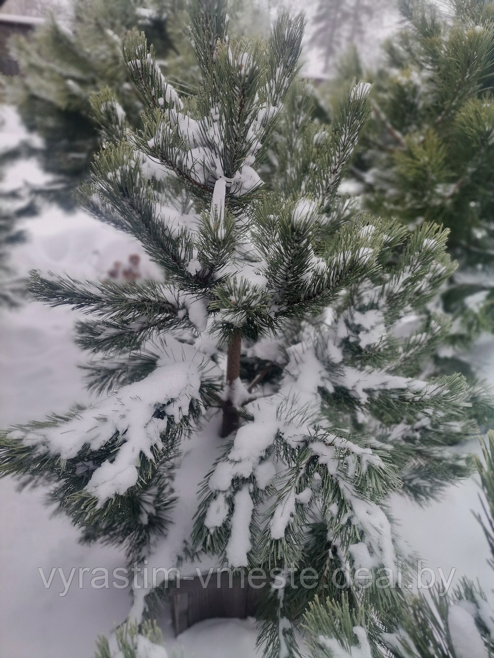 Сосна унцината /унчината крючковатая (Pinus uncinata) С35 выс.145см. - фото 1 - id-p196191311