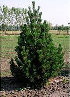 Сосна унцината /унчината крючковатая (Pinus uncinata) С50 выс.120см.