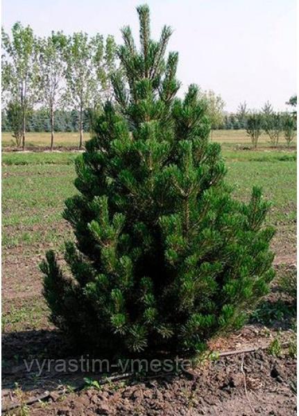 Сосна унцината /унчината крючковатая (Pinus uncinata) С50 выс.120см. - фото 1 - id-p196195615
