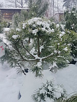 Сосна (бонсай) унцината /унчината крючковатая (Pinus uncinata) С50 выс.115 см.