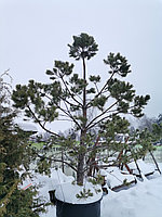 Сосна (бонсай) унцината /унчината крючковатая (Pinus uncinata) С200 выс.400 см.