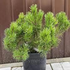 Сосна горная Хайнис / Хейнис Триумф (Pinus mugo Heinis Triumph) С5 выс. 35-40 см - фото 1 - id-p196198478