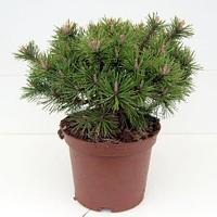 Сосна горная Хесс / Хессе (Pinus mugo Hesse) С5 выс. 45 см