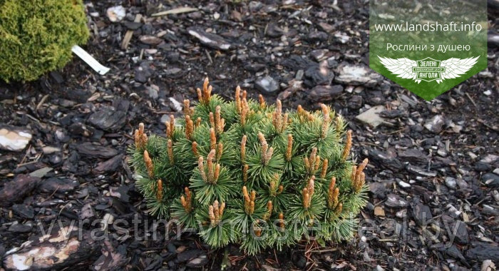 Сосна горная Хесс / Хессе (Pinus mugo Hesse) С5 выс. 45 см - фото 2 - id-p196199125