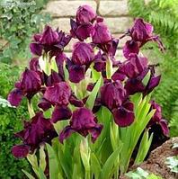 Holland Bulbs Ирис Черри Гарден