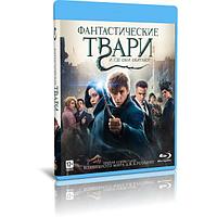 Фантастические твари и где они обитают (2016) (BLU RAY Видео-фильм)