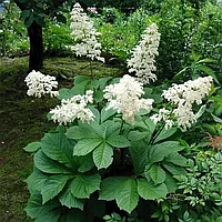 Роджерсия конскокаштанолистная (Rodgersia aesculifolia) С4