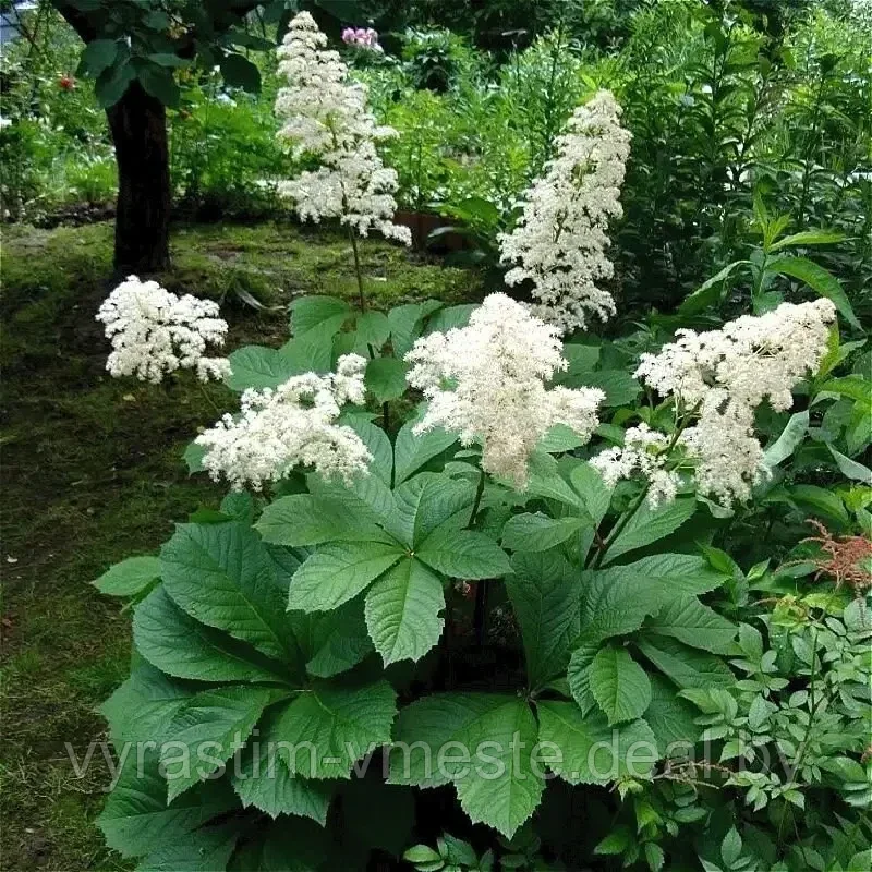 Роджерсия конскокаштанолистная (Rodgersia aesculifolia) С4 - фото 1 - id-p196347119