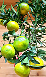 Цитрус Мандарин на штамбе комнатный (Citrus reticulata) высота 130 см D горшка 24см, фото 2