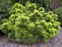 Сосна черная Хорнибрукиана  (Pinus nigra Hornibrookiana) С5, 35-40 см