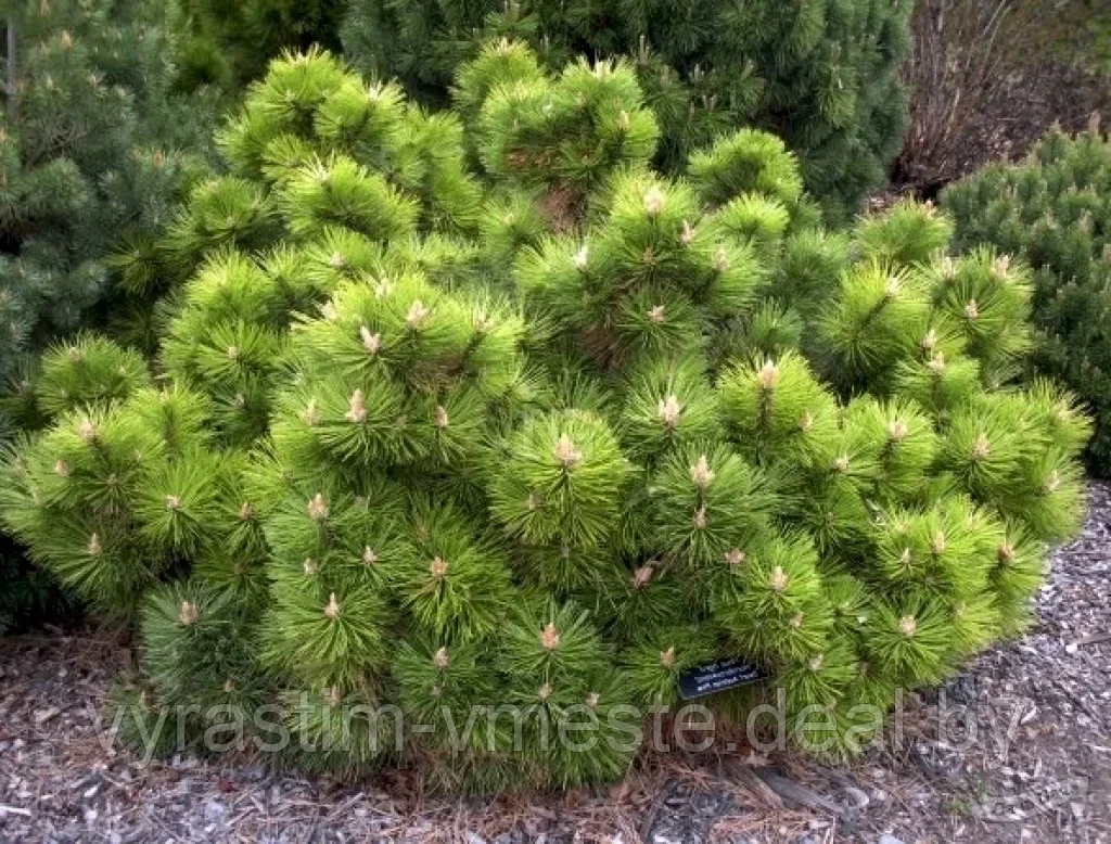 Сосна черная Хорнибрукиана (Pinus nigra Hornibrookiana) С5, 35-40 см - фото 1 - id-p196347133