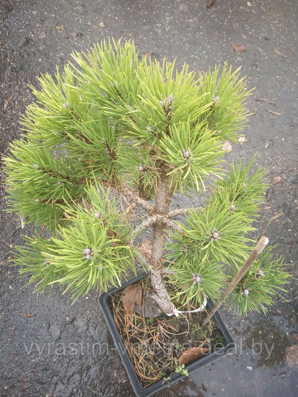 Сосна черная Хорнибрукиана (Pinus nigra Hornibrookiana) С5, 35-40 см - фото 3 - id-p196347133