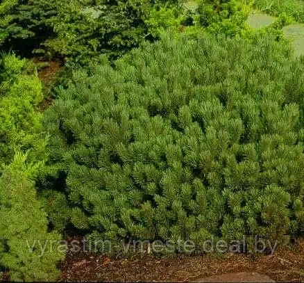 Сосна горная Есвелд Селект (Pinus mugo Esveld Select) С10, выс. 35-40 см - фото 1 - id-p196347406