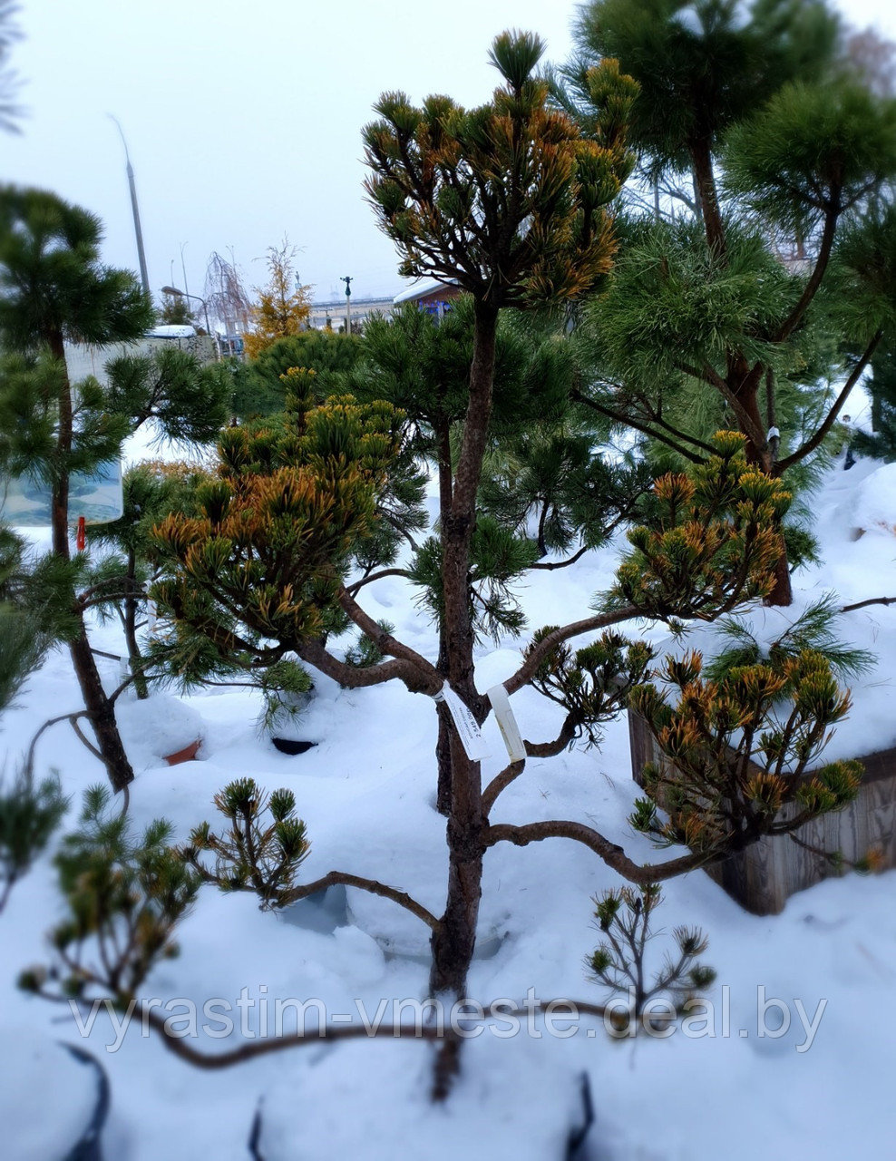 Сосна горная Якобсен (Pinus mugo Jacobsen), форм. Бонсай, С35, выс.170 см