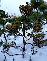 Сосна горная Якобсен (Pinus mugo Jacobsen), форм. Бонсай, С35, выс.170 см