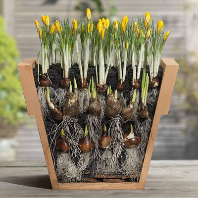 Луковицы (тюльпаны, нарциссы, гиацинты и др.)