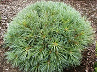 Сосна веймутова / стробус Радиата (Pinus strobus "Radiata) С5, выс. 15-20 см