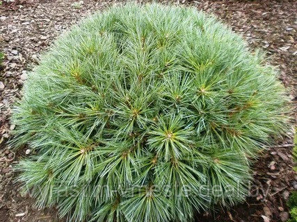 Сосна веймутова / стробус Радиата (Pinus strobus "Radiata) С5, выс. 15-20 см - фото 1 - id-p196353898