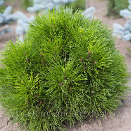 Сосна веймутова / стробус Радиата (Pinus strobus "Radiata) С5, выс. 15-20 см - фото 2 - id-p196353898