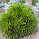 Сосна веймутова / стробус Радиата (Pinus strobus "Radiata)  С5, выс. 15-20 см, фото 2