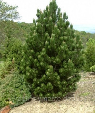 Сосна Гельдрейха (сосна боснийская, сосна белокорая, Pinus heldreichii) С5 выс. 65 см - фото 1 - id-p196354478