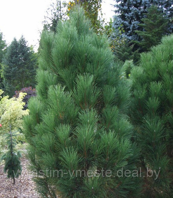 Сосна черная Грин Тауэр (Pinus nigra Green Tower), С10, выс. 115-130 см - фото 1 - id-p196354511