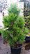 Сосна черная Грин Тауэр (Pinus nigra Green Tower), С10, выс. 115-130 см, фото 2