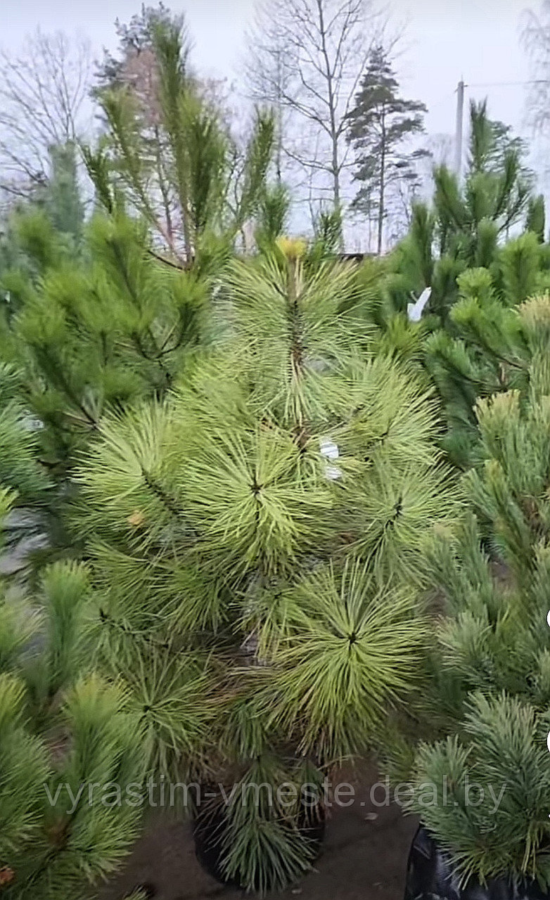 Сосна Жеффрея (Pinus jeffreyi) С5, выс. 35-50 см - фото 1 - id-p196354540