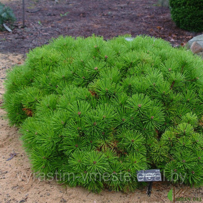 Сосна густоцветковая Лоу Глоу (Pinus densiflora Low Glow)  С10, выс. 45-50 см