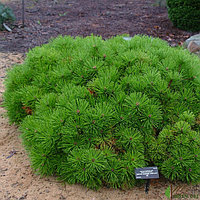 Сосна густоцветковая Лоу Глоу (Pinus densiflora Low Glow) С10, выс. 45-50 см